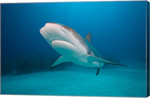 Framed Bahamas, Freeport, Caribbean Reef Shark swimming Print