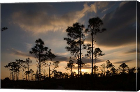 Framed Bahamas, Lucaya NP, Setting sun on Caribbean Pine Trees Print