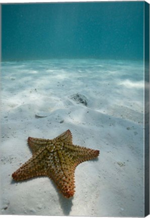 Framed Bahamas, Marine Life, Sea star, Golden Rock Beach Print