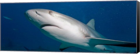 Framed Bahamas, New Providence Island, Caribbean Reef Sharks Print