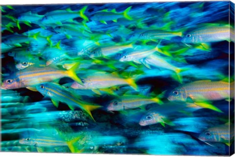 Framed Grunts in Motion, Abacos, Bahamas Print