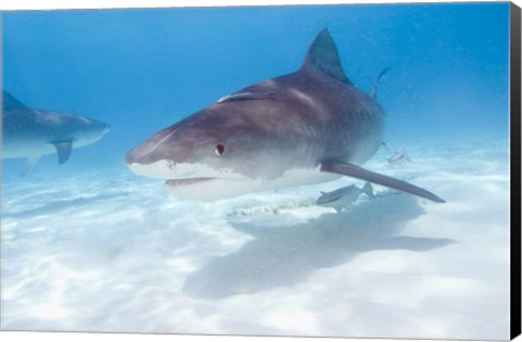 Framed Tiger Sharks, Northern Bahamas Print