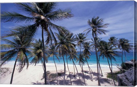 Framed Palm Trees on St Philip, Barbados, Caribbean Print