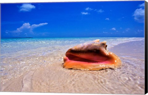 Framed Conch at Water&#39;s Edge, Pristine Beach on Out Island, Bahamas Print