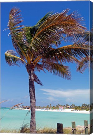 Framed Palm Tree of Castaway Cay, Bahamas, Caribbean Print