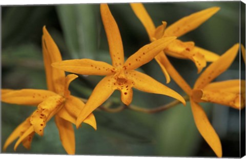 Framed Orange Orchids, Barbados, Caribbean Print