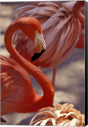 Framed Pink Flamingo in Ardastra Gardens and Zoo, Bahamas, Caribbean Print