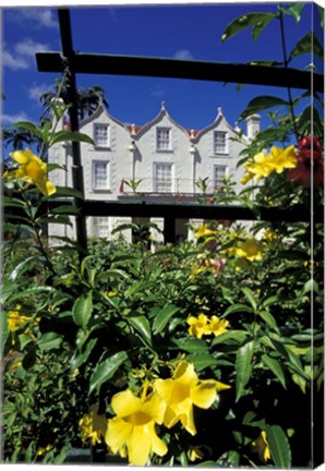 Framed Yellow flowers, St Nicholas Abbey, St Peter Parish, Barbados, Caribbean Print