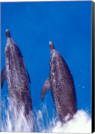 Framed Atlantic Spotted Dolphins, Bimini, Bahamas Print