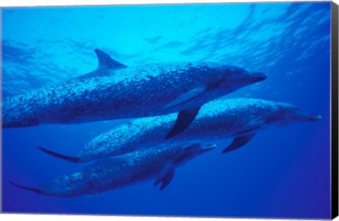 Framed Three Spotted Dolphins, Bahamas, Caribbean Print