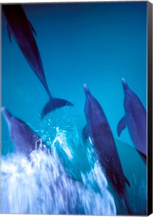 Framed Atlantic Spotted Dolphins standing, Bimini, Bahamas Print