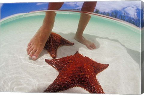 Framed Starfish and Feet, Bahamas, Caribbean Print