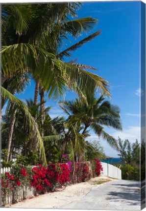 Framed Bahamas, Eleuthera, Harbor Island, Dunmore, Flora Print