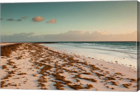 Framed Bahamas, Eleuthera, Harbor Island, Pink Sand Beach with seaweed Print