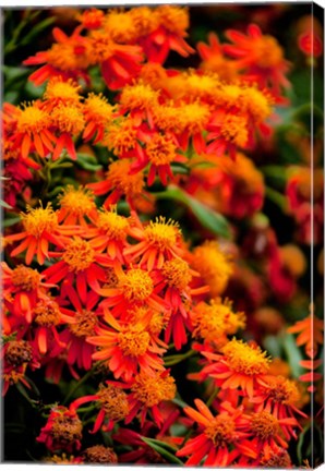 Framed Flora along the Beach at Spanish Wells in the Bahamas Print