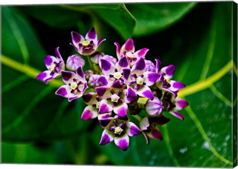 Framed Crown Flower in Virgin Gorda, British Virgin Islands Print