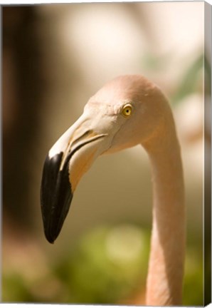 Framed Caribbean, Bonaire, Flamingos, tropical bird Print
