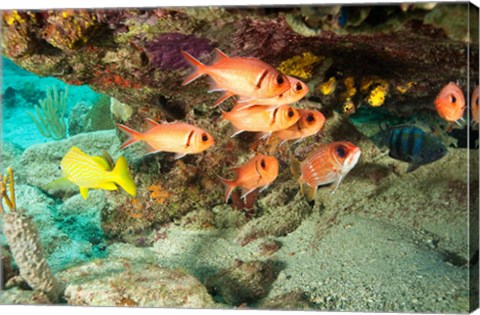 Framed Soldierfish, grunts, Tortola, BVI Print