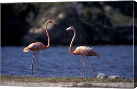 Framed Pink Flamingos on Lake Goto Meer, Bonaire, Caribbean Print