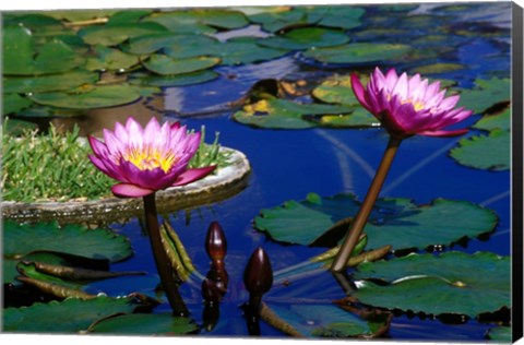 Framed Water Lillies in Reflecting Pool at Palm Grove Gardens, Barbados Print