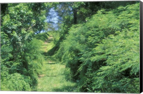 Framed View of Path Through Trees, Bermuda, Caribbean Print