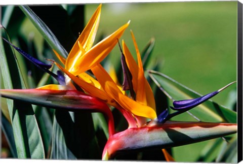 Framed Bird of Paradise in Bermuda Botanical Gardens, Caribbean Print