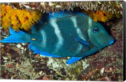 Framed Blue Tang fish, Bonaire, Netherlands Antilles, Caribbean Print