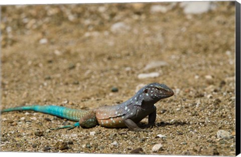 Framed Bonaire Whiptail Lizard, Bonaire, Netherlands Antilles Print