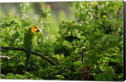 Framed Caribbean Parakeet tropical bird, Netherlands Antilles Print