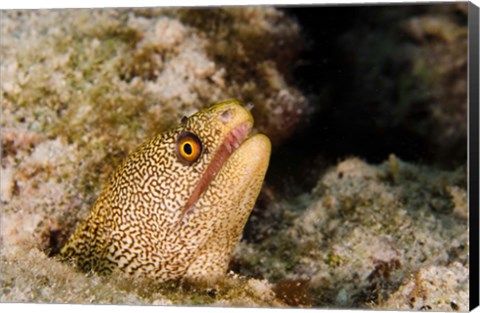 Framed Goldentail Moray fish, Bonaire, Netherlands Antilles Print