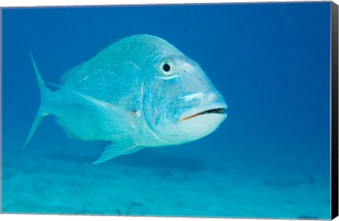 Framed Jolthead Porgy fish, Bonaire, Netherlands Antilles Print