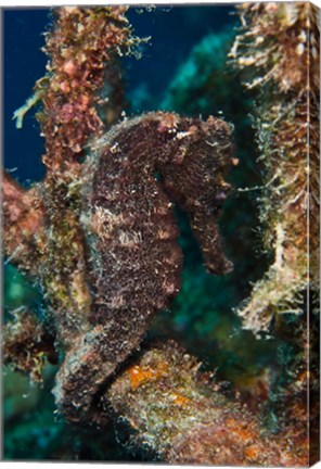 Framed Longsnout Seahorse, Marine Life, Netherlands Antilles Print