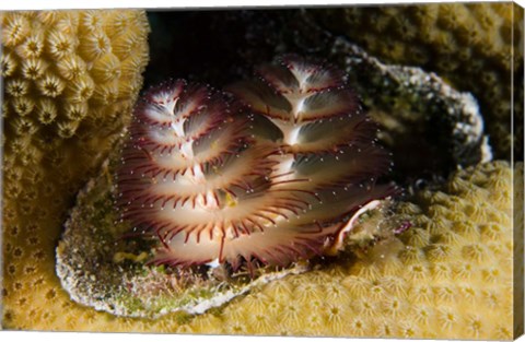 Framed Marine life, Christmas Tree Worm, Star Coral, Bonaire Print