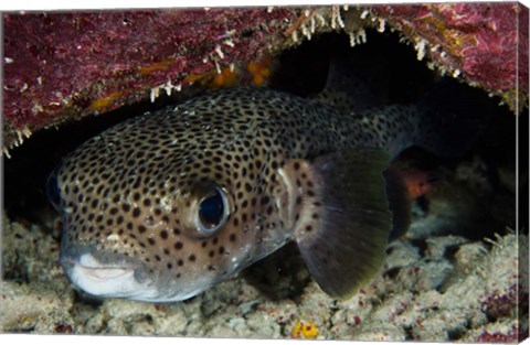 Framed Porcupine Fish, Bonaire, Netherlands Antilles, Caribbean Print