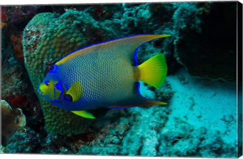 Framed Queen Angelfish, Bonaire, Netherlands Antilles Print