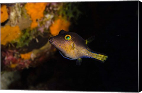 Framed Sharpnose Puffer fish, Bonaire, Netherlands Antilles Print