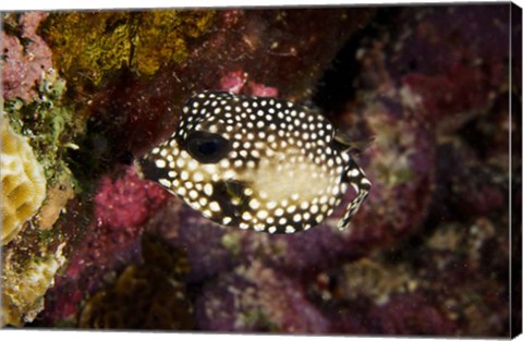 Framed Smooth Trunkfish, Bonaire, Netherlands Antilles Print