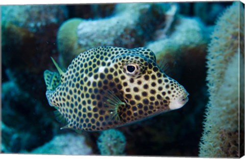 Framed Spotted Trunkfish, Bonaire, Netherlands Antilles Print