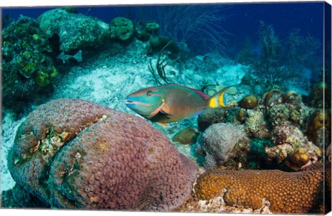 Framed Stoplight Parrotfish, Bonaire, Netherlands Antilles Print