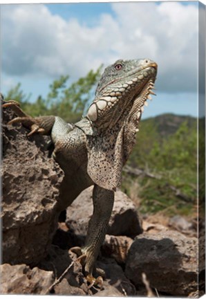 Framed Green Iguana lizard, Slagbaai NP, Netherlands Antilles Print