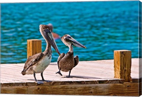 Framed Brown Pelican Print