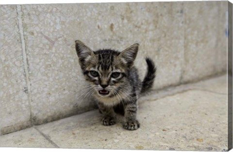 Framed Cute kitten on the streets of Old Havana, Havana, Cuba Print