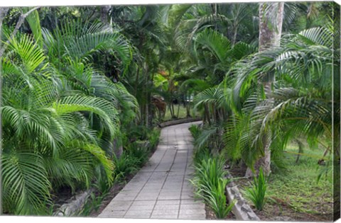 Framed Pathway, Hemingway House, Hemingway Museum, Finca Vigia, Havana, Cuba Print