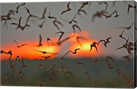 Framed Mexican Free-Tailed Bats, Concan, Texas, USA Print