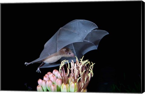 Framed Leafnosed Fruit Bat, Arizona, USA Print