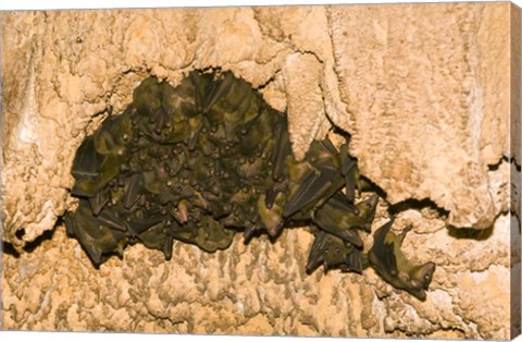 Framed Bat wildlife, Cave, Ankarana NP, Madagascar Print