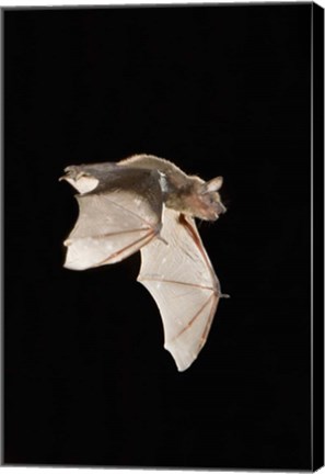 Framed Evening Bat leaving Day roost in tree hole, Texas Print