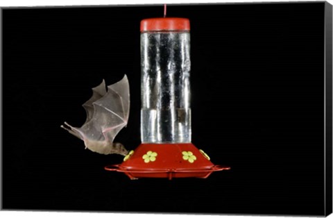 Framed Lesser Long-nosed Bat feeding, Tuscon, Arizona Print