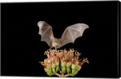 Framed Lesser Long-nosed Bat, Tuscon, Arizona Print