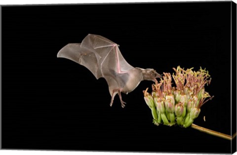 Framed Lesser Long-nosed Bat Print